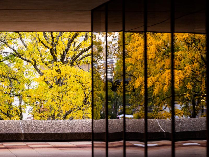 Fall leaves at Uris Hall.