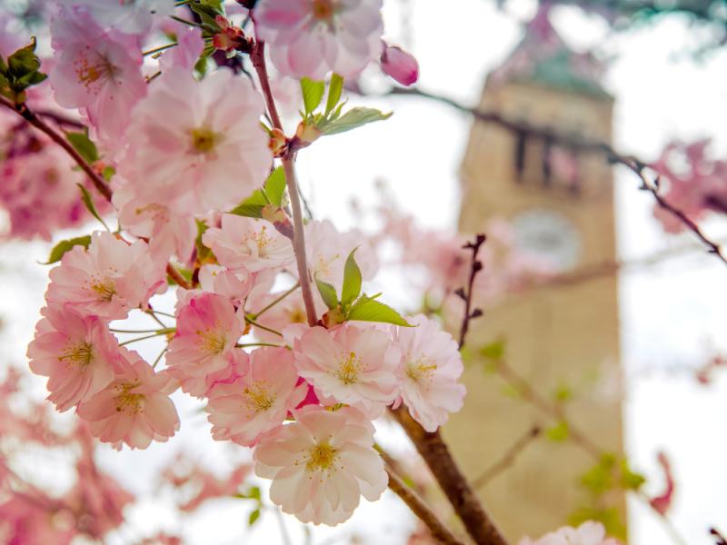 Tree blossoms in Ho Plaza.