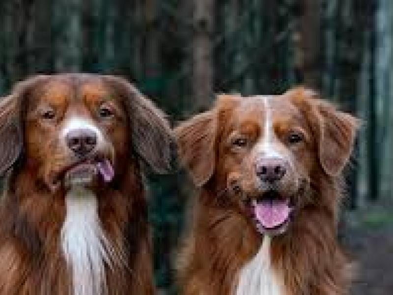Two tollers
