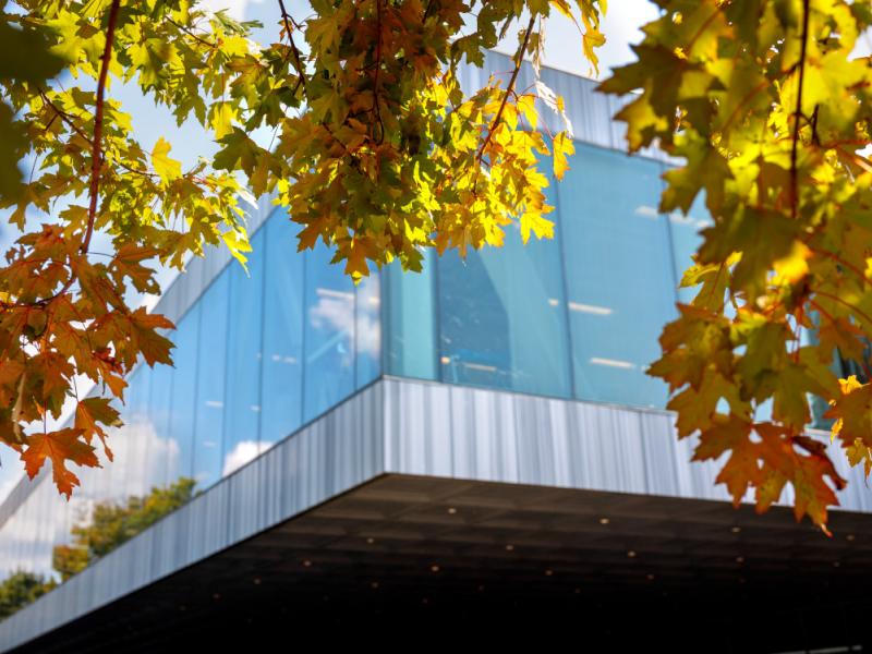 Late summer leaves hang outside Milstein Hall.