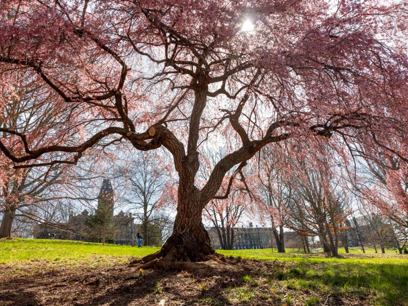 Blossoms add a pop of spring color to a tree on Libe Slope.