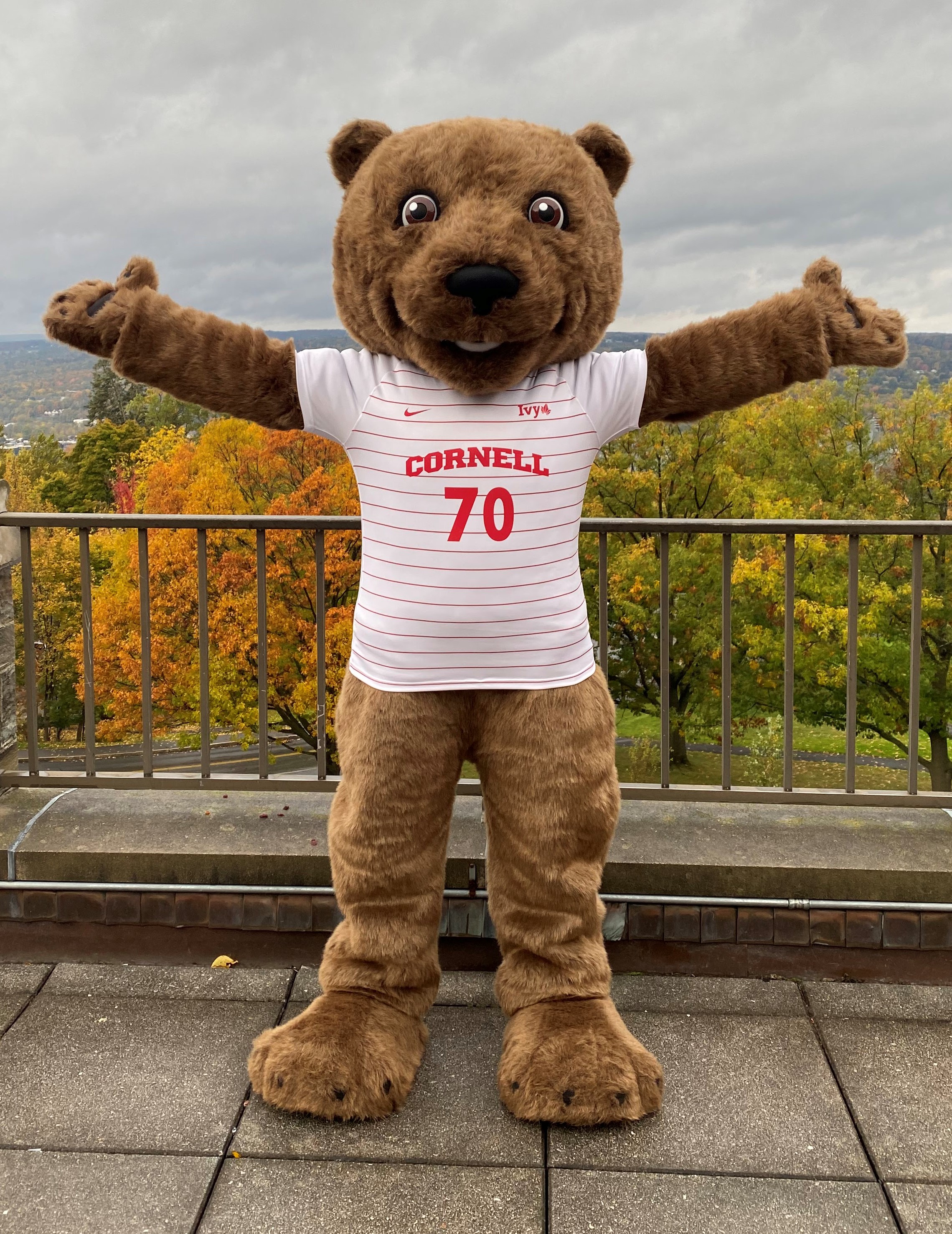 Photo of brown bear with Cornell shirt. Cornell's mascot Touchdown.